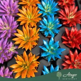   Echeveria 'Rainbow' (Mix) - Kővirág - vegyes - 5 cm-es cserépben