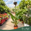 Tacca chantrieri - Denevérvirág - 17 cm-es cserépben