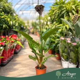 Tacca chantrieri - Denevérvirág - 17 cm-es cserépben