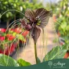 Tacca chantrieri - Denevérvirág - 17 cm-es cserépben