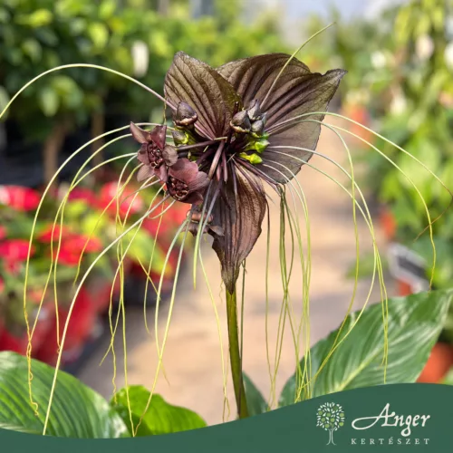 Tacca chantrieri - Denevérvirág - 17 cm-es cserépben