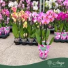 Phalaenopsis - Orchidea (vegyes) - 50 - 60 cm magas - 9 cm-es cserépben