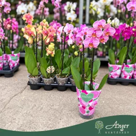   Phalaenopsis - Orchidea (vegyes) - 50 - 60 cm magas - 9 cm-es cserépben