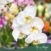 Phalaenopsis - Orchidea (vegyes) - 50 - 60 cm magas - 9 cm-es cserépben