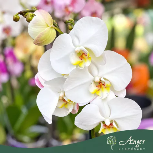 Phalaenopsis - Orchidea (vegyes) - 50 - 60 cm magas - 9 cm-es cserépben
