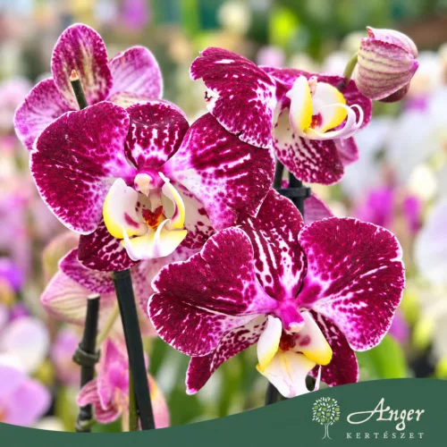 Phalaenopsis - Orchidea (vegyes) - 50 - 60 cm magas - 9 cm-es cserépben