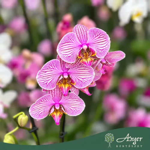 Phalaenopsis - Orchidea (vegyes) - 50 - 60 cm magas - 9 cm-es cserépben