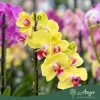 Phalaenopsis - Orchidea (vegyes) - 50 - 60 cm magas - 9 cm-es cserépben