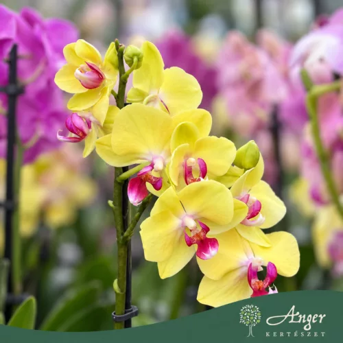 Phalaenopsis - Orchidea (vegyes) - 50 - 60 cm magas - 9 cm-es cserépben