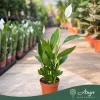 Spathiphyllum 'Alana' - Vitorlavirág - 12 cm-es cserépben