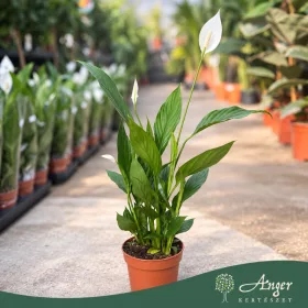   Spathiphyllum 'Alana' - Vitorlavirág - 12 cm-es cserépben
