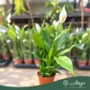 Spathiphyllum 'Alana' - Vitorlavirág - 12 cm-es cserépben
