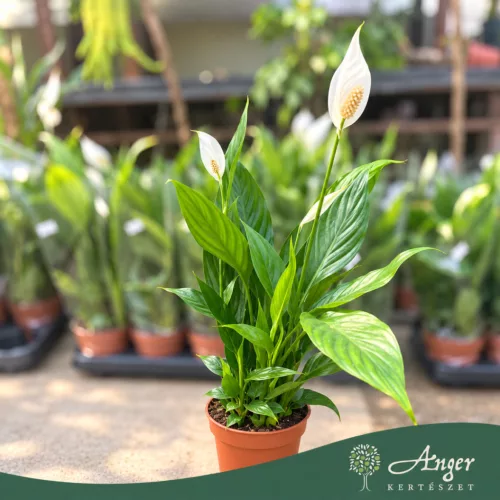 Spathiphyllum 'Alana' - Vitorlavirág - 12 cm-es cserépben