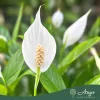 Spathiphyllum 'Alana' - Vitorlavirág - 12 cm-es cserépben