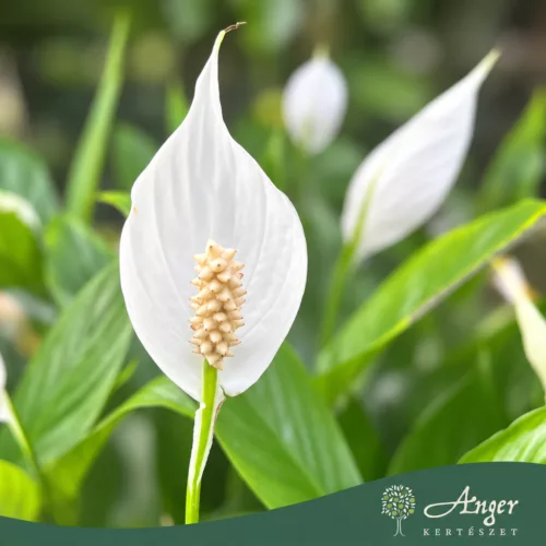 Spathiphyllum 'Alana' - Vitorlavirág - 12 cm-es cserépben