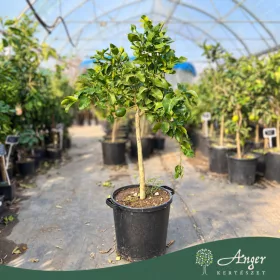   Citrus limon 'Zagara Bianca' - Citrom 120 - 180 cm magas - 25 literes cserépben