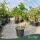 Citrus limon 'Zagara Bianca' - Citrom 120 - 180 cm magas - 25 literes cserépben