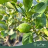 Citrus limon 'Zagara Bianca' - Citrom 120 - 180 cm magas - 25 literes cserépben