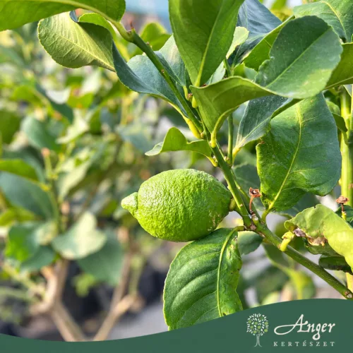Citrus limon 'Zagara Bianca' - Citrom 120 - 180 cm magas - 25 literes cserépben