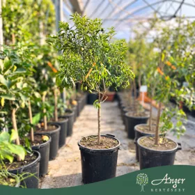   Citrus tangelo ' Marlow' -  Mandarin 120 - 180 cm magas 25 literes cserépben