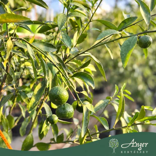 Citrus tangelo ' Marlow' -  Mandarin 120 - 180 cm magas 25 literes cserépben