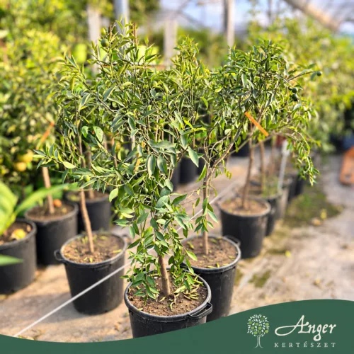 Citrus tangelo ' Marlow' -  Mandarin 120 - 180 cm magas 25 literes cserépben