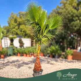   Washingtonia robusta - Mexikói legyezőpálma , 200-350cm, 35L -es cserépben 
