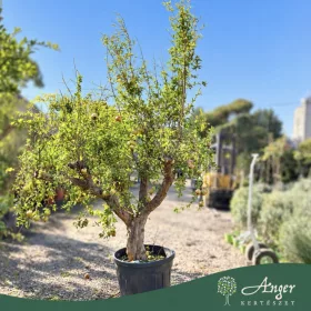   Punica Granatum - Gránátalma (termős) - 180 cm , 45 L-es cserépben
