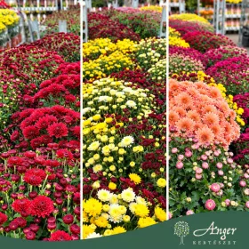   Chrysanthemum - Krizantém - 35 cm magas - 12 cm es cserépben - vegyes - POC