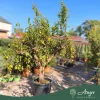 Punica Granatum - Gránátalma (termős) - 180 cm , 45 L-es cserépben
