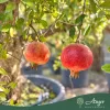 Punica Granatum - Gránátalma (termős) - 180 cm , 45 L-es cserépben
