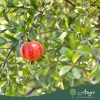 Punica Granatum - Gránátalma (termős) - 180 cm , 45 L-es cserépben
