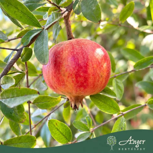 Punica Granatum - Gránátalma (termős) - 180 cm , 45 L-es cserépben
