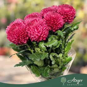   Chrysanthemum - Krizantém - vegyes- nagyfejű - vágott virág - 70 cm