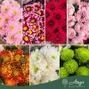 Chrysanthemum - Krizantém - vegyes - vágott virág - 70 cm