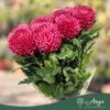 Chrysanthemum - Krizantém - vegyes - vágott virág - 70 cm