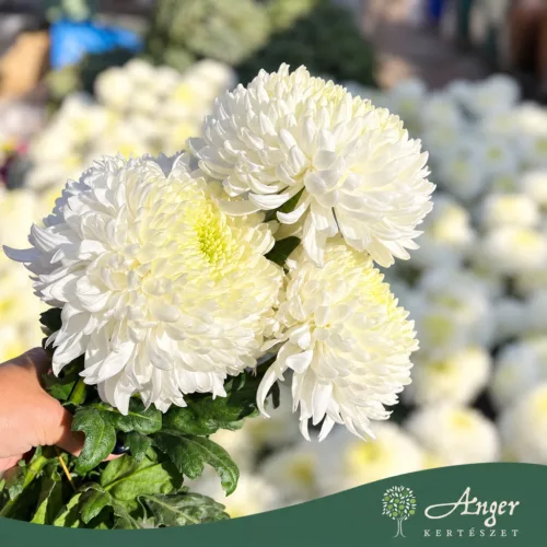 Chrysanthemum - Krizantém - vegyes - vágott virág - 70 cm