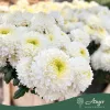 Chrysanthemum - Krizantém - vegyes - vágott virág - 70 cm