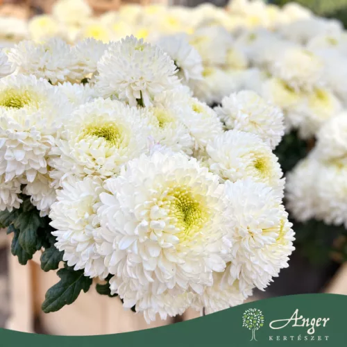 Chrysanthemum - Krizantém - vegyes - vágott virág - 70 cm