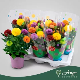   Chrysanthemum 'Flowerpops' (Mix) - Krizantém - vegyes - 32 cm magas - 14 cm-es cserépben