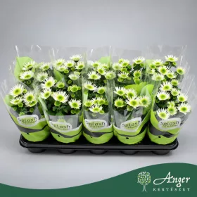   Chrysanthemum 'Splash Meadow' (2-3 tő) - Krizantém - 20 cm magas - 12 cm-es cserépben