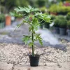 Carica papaya - Papaya 60-70 cm, 14-es cserépben
