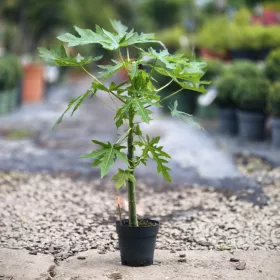 Carica papaya - Papaya 60-70 cm, 14-es cserépben