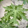 Carica papaya - Papaya 60-70 cm, 14-es cserépben