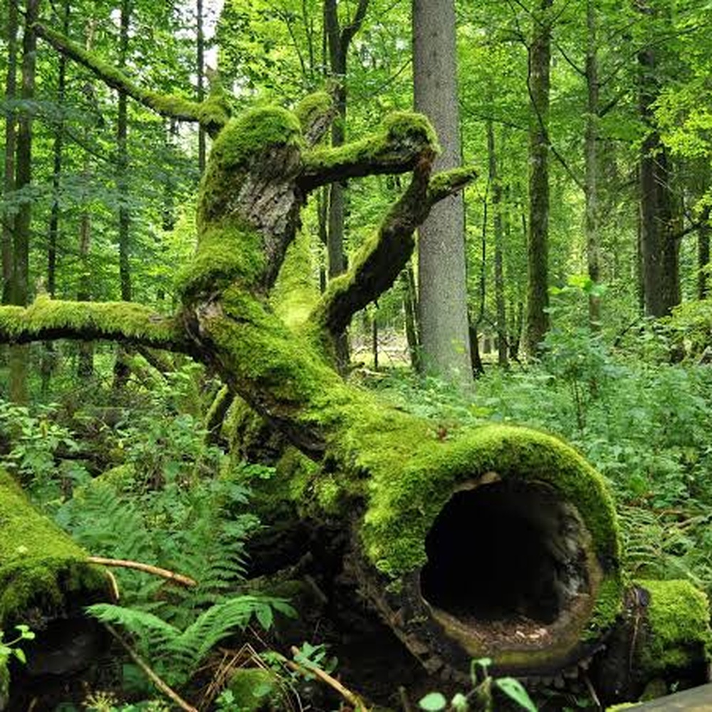 Białowieża: Európa utolsó síkvidéki őserdeje