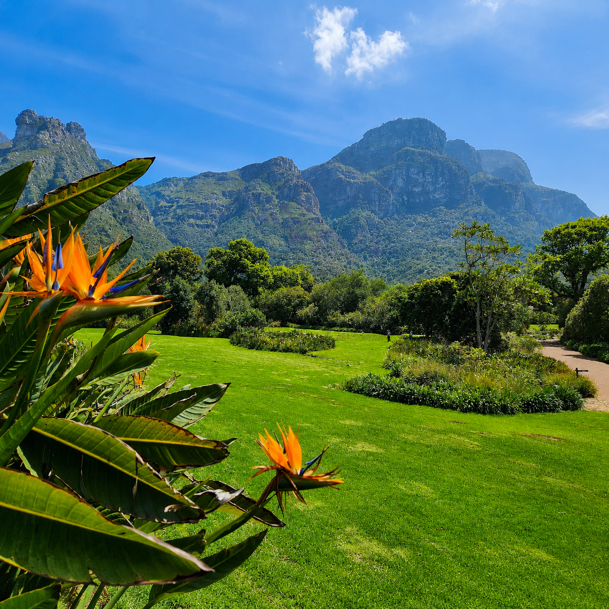 Kirstenbosch: kert a Tábla-hegy lábánál