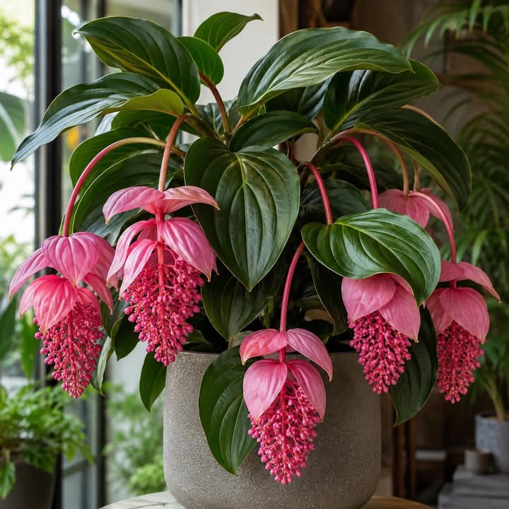 A Medinilla magnifica eredete és gondozása otthon